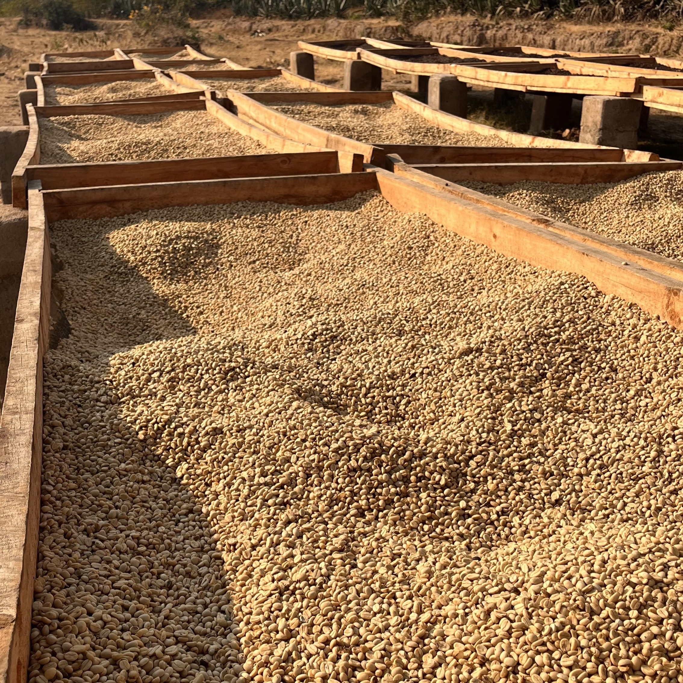 Tanzania Itumpi Washed(25/26年クロップ) | ORIGIN COUNTRIES for